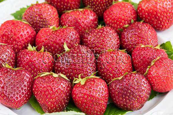 616011 - Garden strawberry (Fragaria x ananassa)