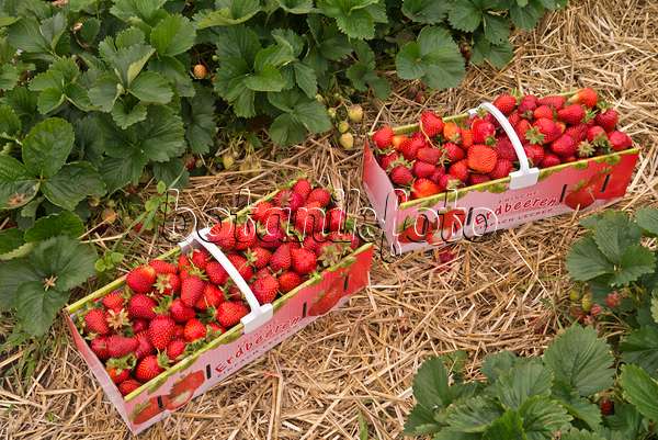 545173 - Garden strawberry (Fragaria x ananassa) in a basket