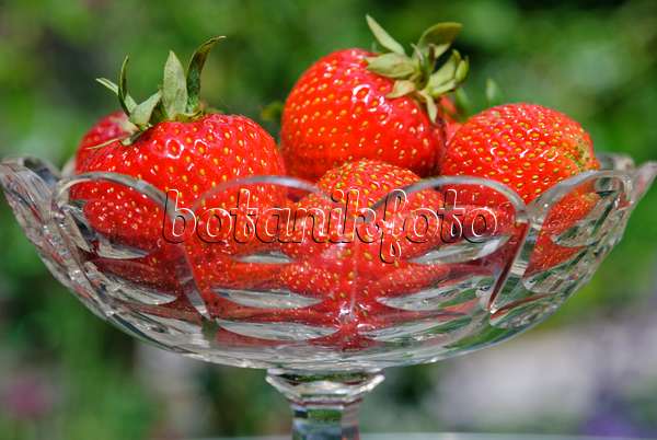 481026 - Garden strawberry (Fragaria x ananassa) in a glass bowl