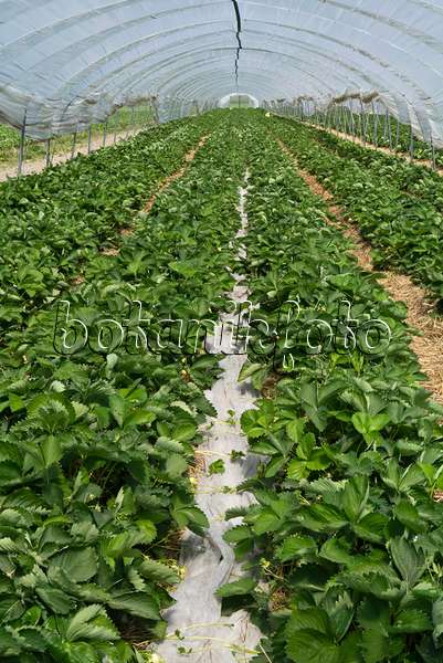 556121 - Garden strawberry (Fragaria x ananassa) in a poly greenhouse