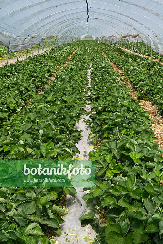 556121 - Garden strawberry (Fragaria x ananassa) in a poly greenhouse