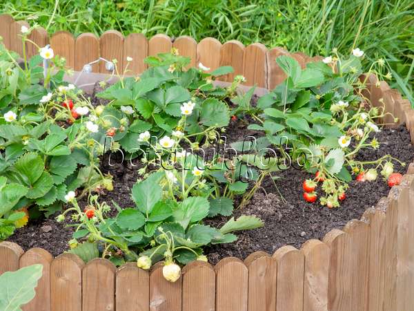 476173 - Garden strawberry (Fragaria x ananassa) in a raised bed