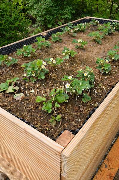 544107 - Garden strawberry (Fragaria x ananassa) in a raised bed