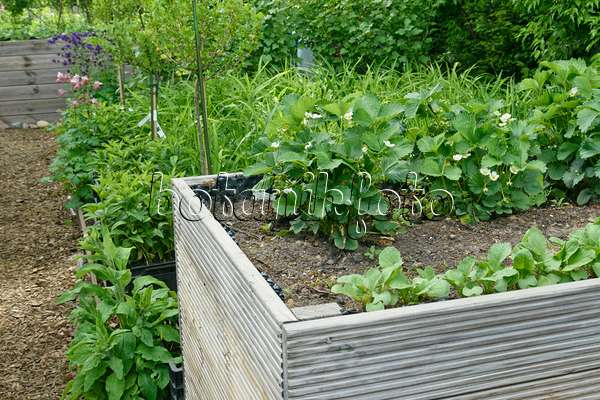 556056 - Garden strawberry (Fragaria x ananassa) in a raised bed
