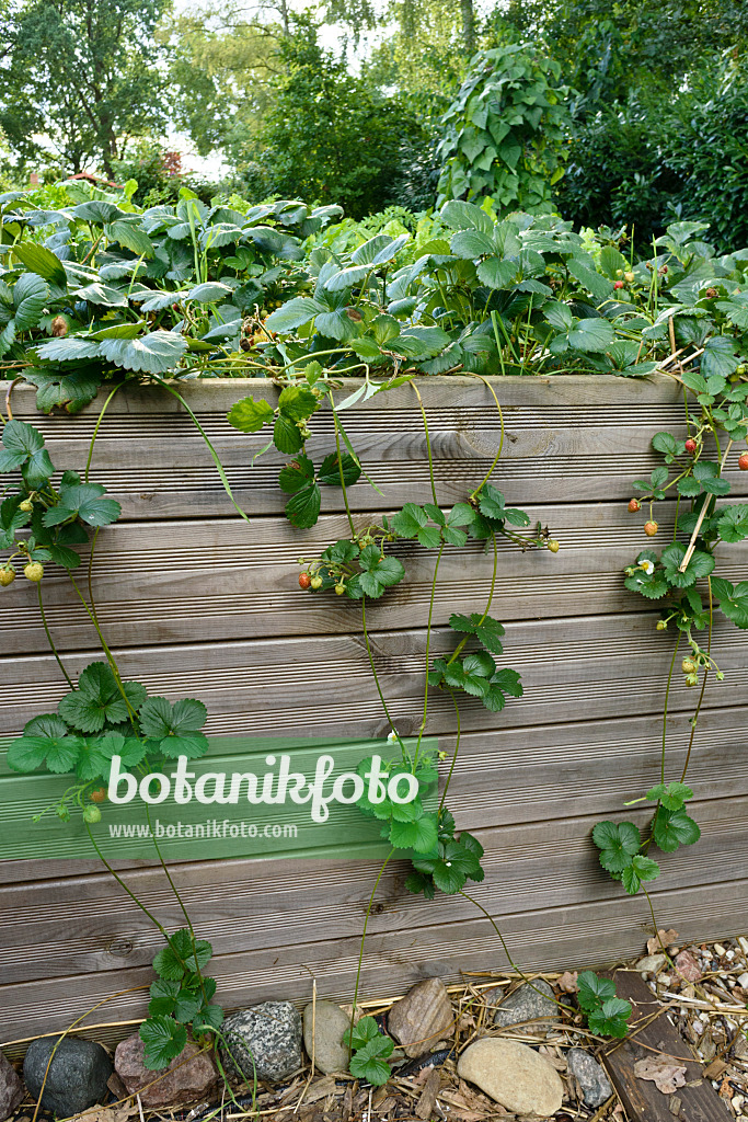 559099 - Garden strawberry (Fragaria x ananassa) in a raised bed