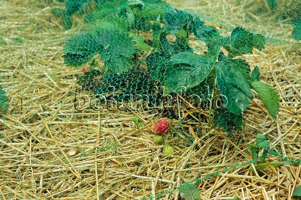 428279 - Garden strawberry (Fragaria x ananassa) on a layer of straw, protected by a net