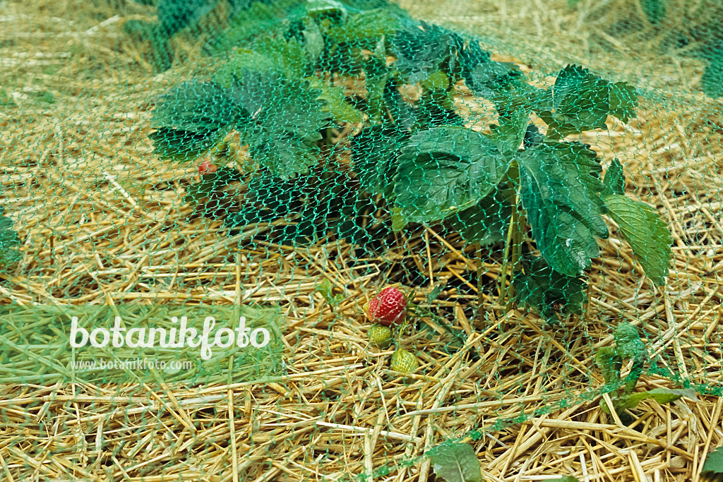 428279 - Garden strawberry (Fragaria x ananassa) on a layer of straw, protected by a net