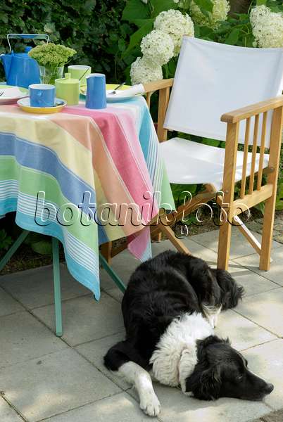 456006 - Garden table with coffee set and Border Collie