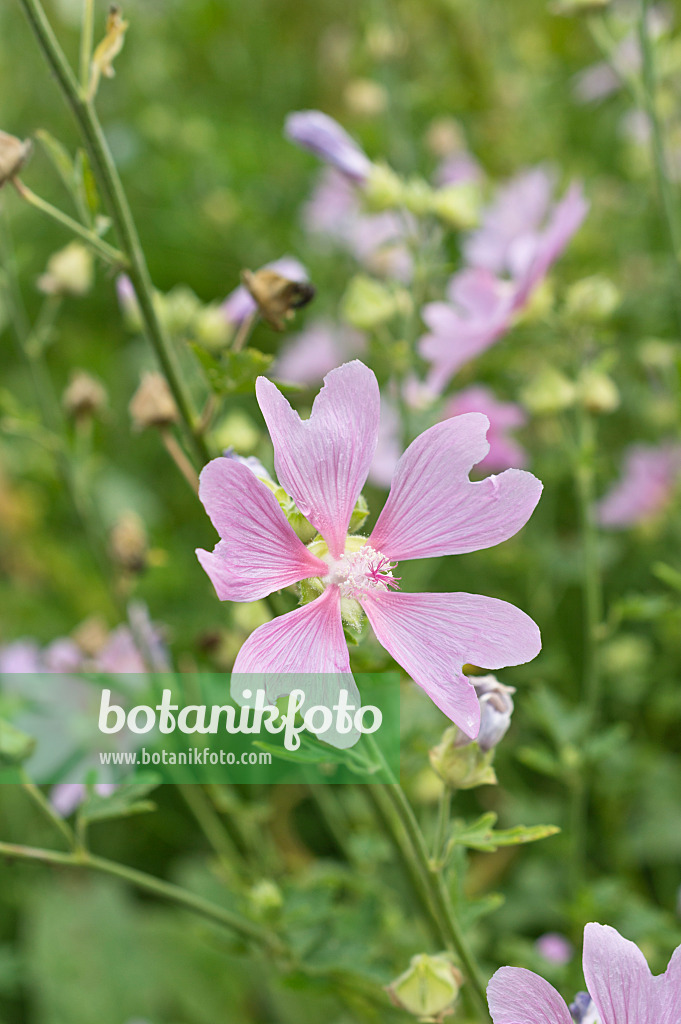 510168 - Garden tree mallow (Lavatera thuringiaca)