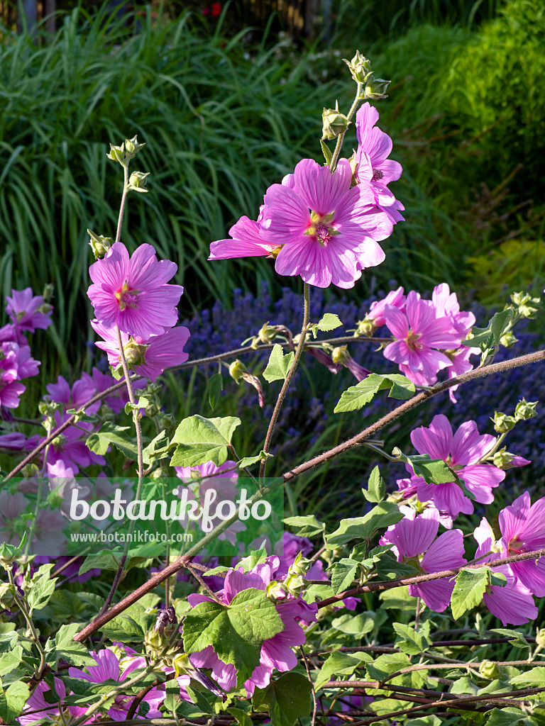 462046 - Garden tree mallow (Lavatera thuringiaca 'Kew Rose')