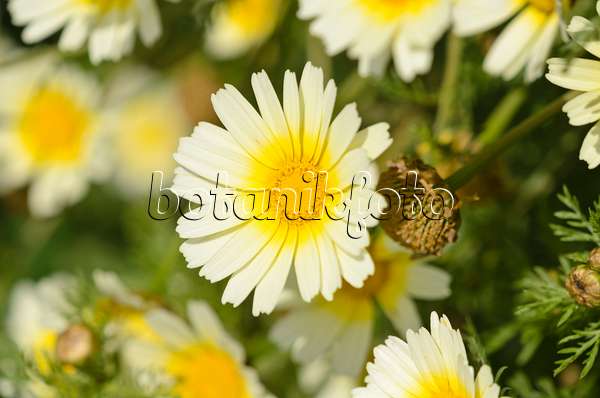 533210 - Garland chrysanthemum (Glebionis coronaria var. discolor syn. Pinardia coronaria var. discolor)