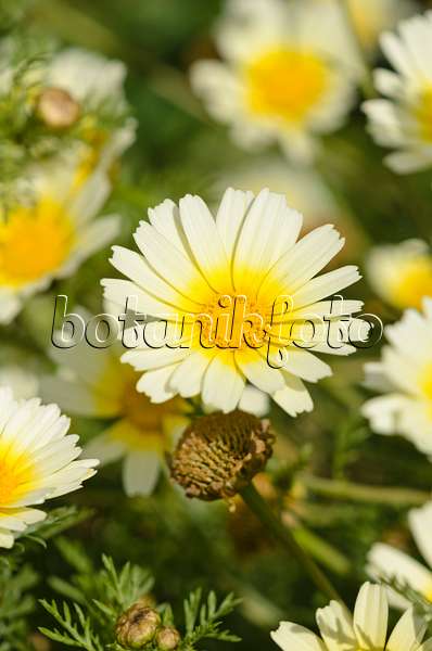 533211 - Garland chrysanthemum (Glebionis coronaria var. discolor syn. Pinardia coronaria var. discolor)