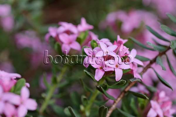 471348 - Garland flower (Daphne cneorum)