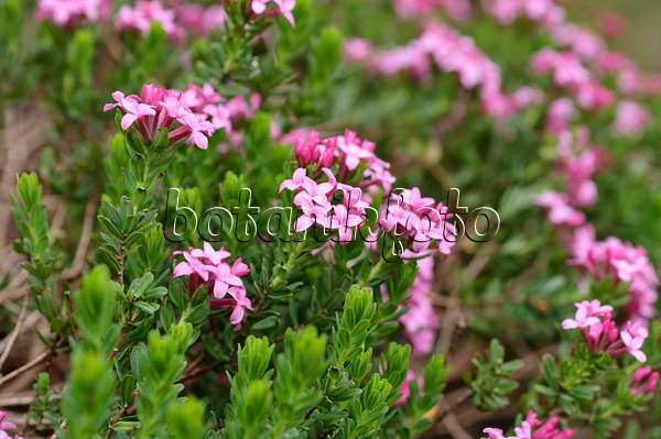 484038 - Garland flower (Daphne cneorum)