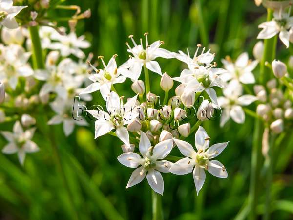 440224 - Garlic (Allium sativum)