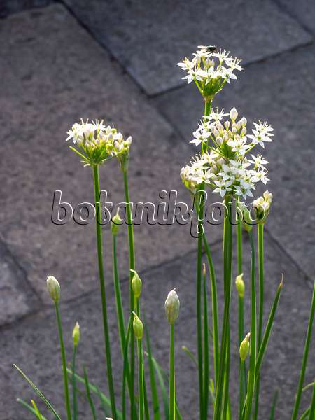 440225 - Garlic (Allium sativum)