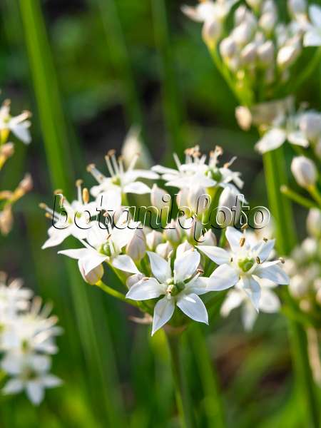 440226 - Garlic (Allium sativum)