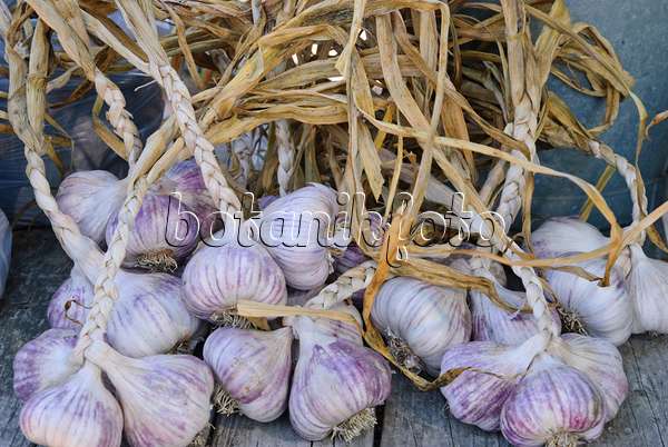 475045 - Garlic (Allium sativum)