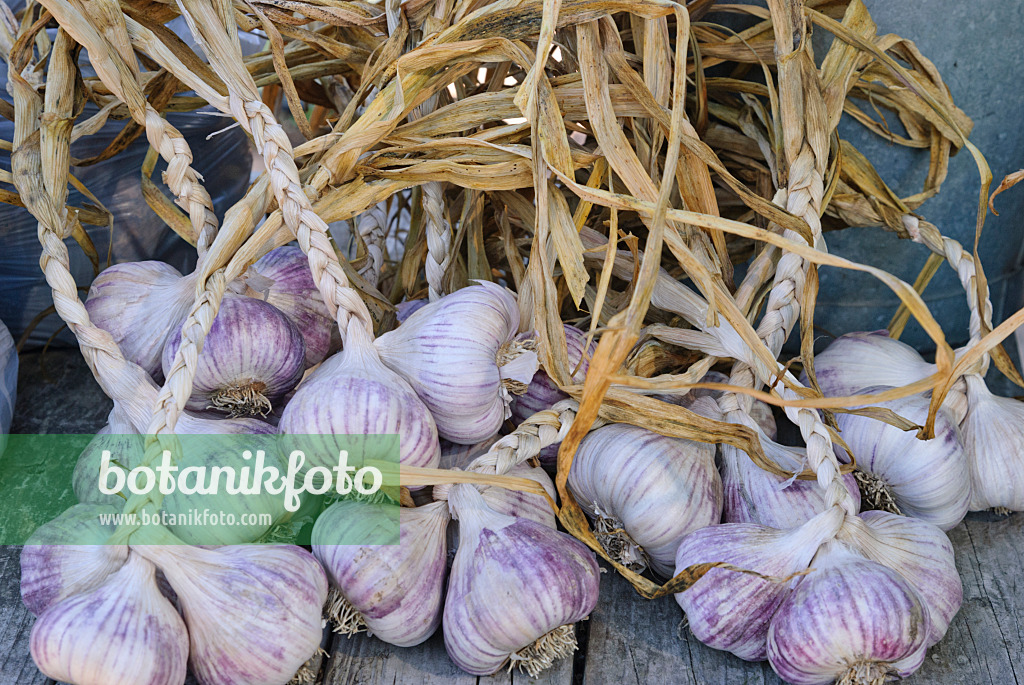 475045 - Garlic (Allium sativum)