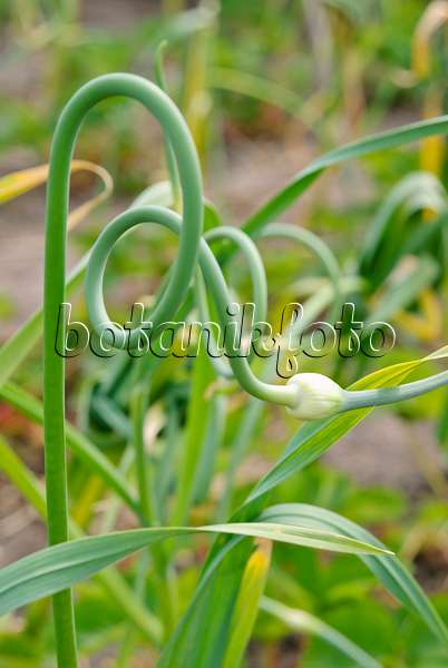 500185 - Garlic (Allium sativum)