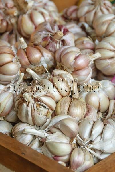 517281 - Garlic (Allium sativum)