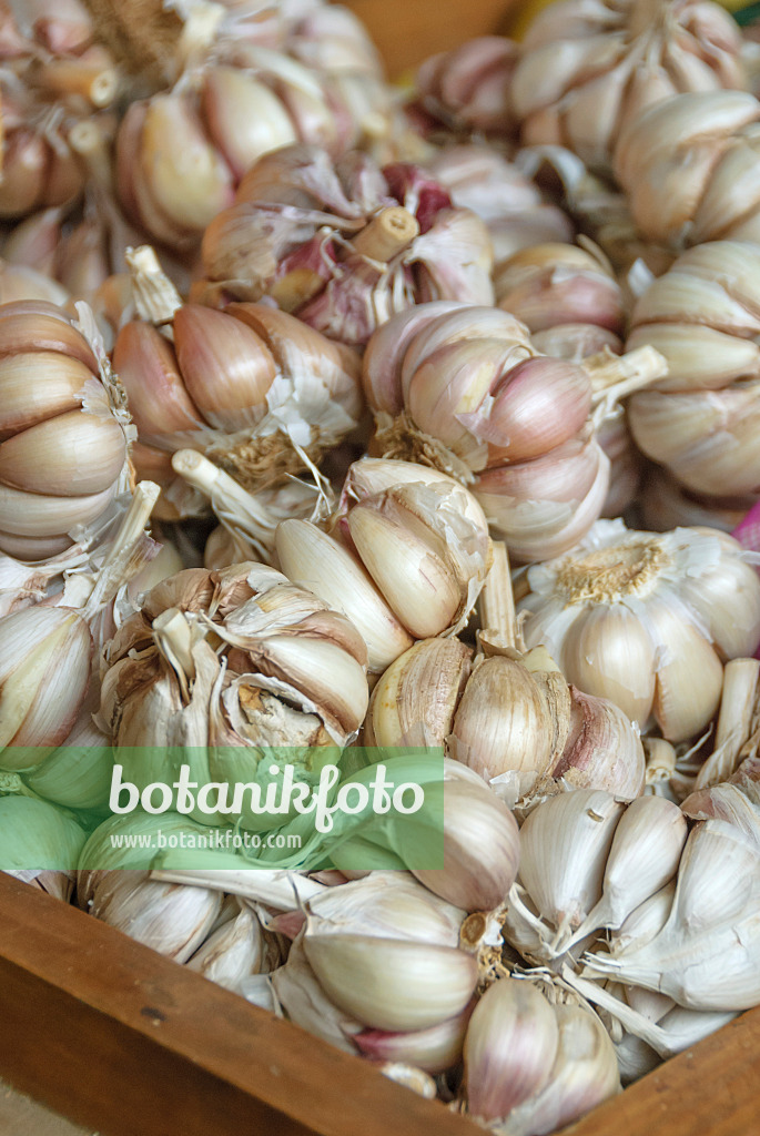 517281 - Garlic (Allium sativum)