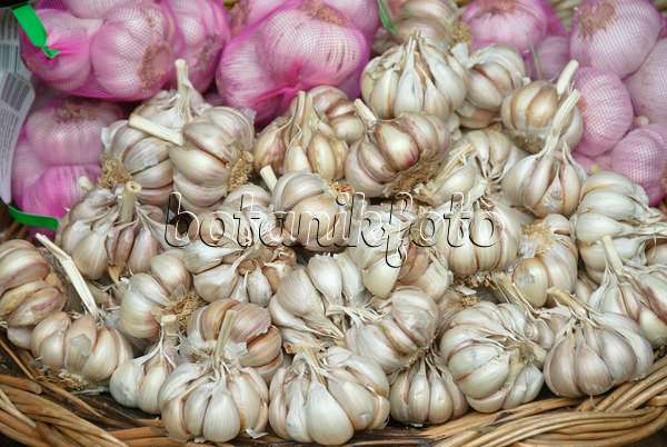 517283 - Garlic (Allium sativum)