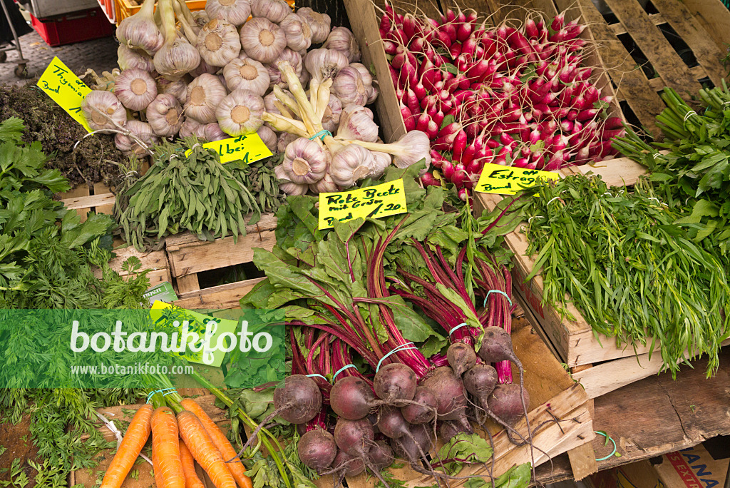 545181 - Garlic (Allium sativum), garden radishes (Raphanus sativus subsp. sativus), red beets (Beta vulgaris var. conditiva) and tarragon (Artemisia dracunculus)