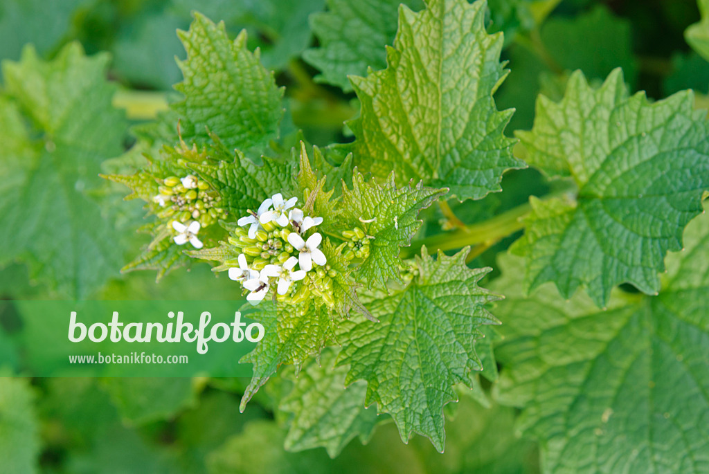 479074 - Garlic mustard (Alliaria petiolata)