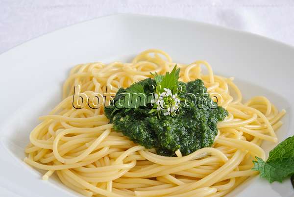 481008 - Garlic mustard (Alliaria petiolata) on spaghetti with pesto