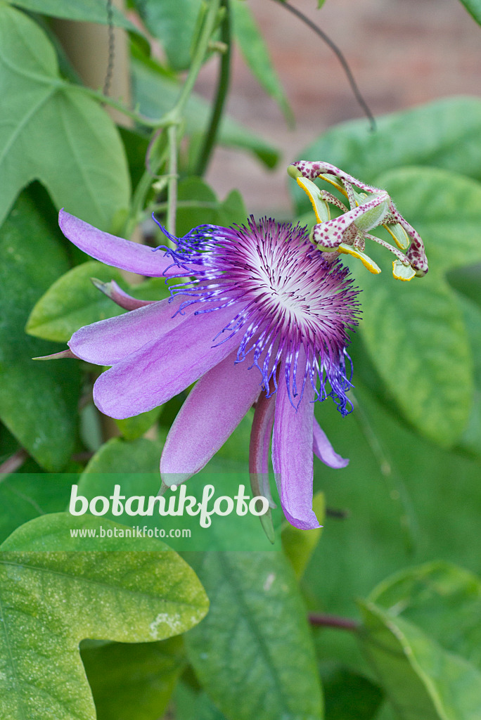 549172 - Garlic passion fruit (Passiflora loefgrenii)