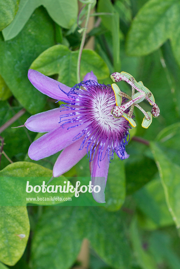 549173 - Garlic passion fruit (Passiflora loefgrenii)