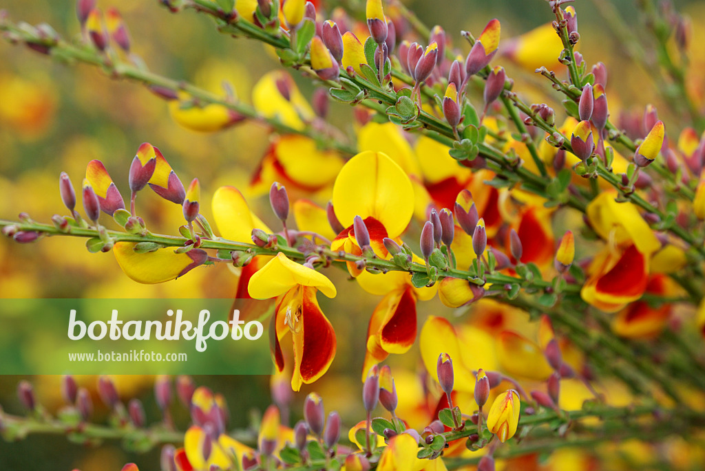 472173 - Genêt à balais (Cytisus scoparius)