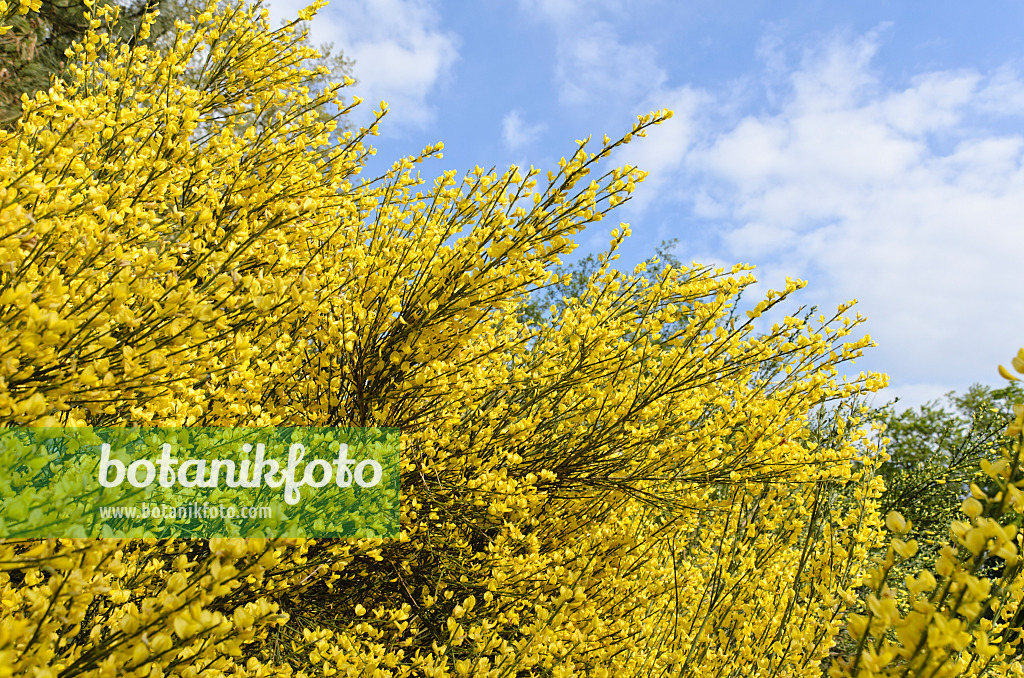 496009 - Genêt à balais (Cytisus scoparius)