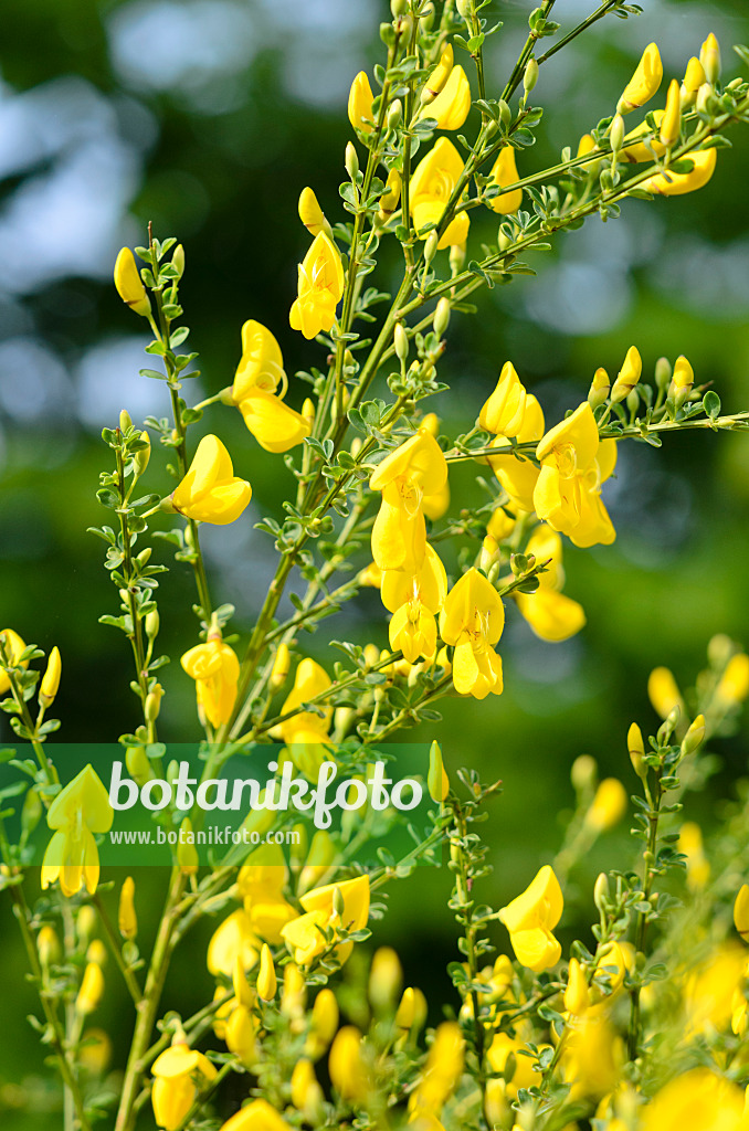 520435 - Genêt à balais (Cytisus scoparius)