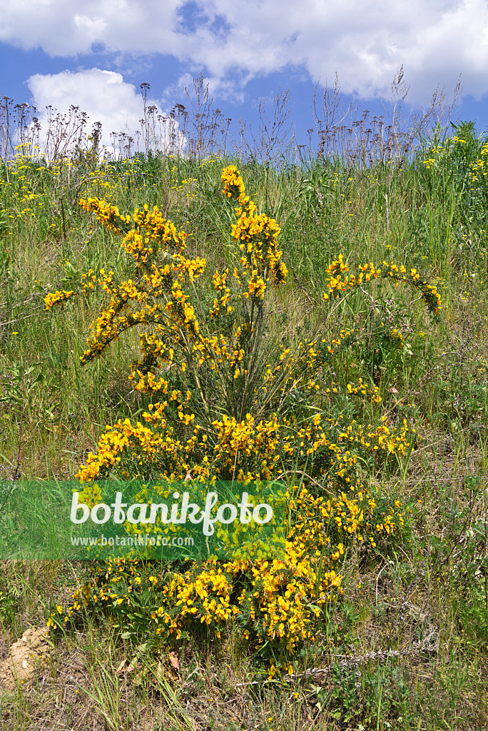 556115 - Genêt à balais (Cytisus scoparius)