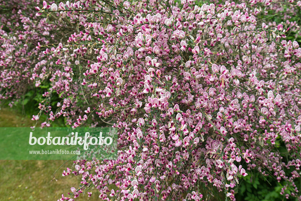 544189 - Genêt à balais (Cytisus scoparius 'Mrs Norman Henry')