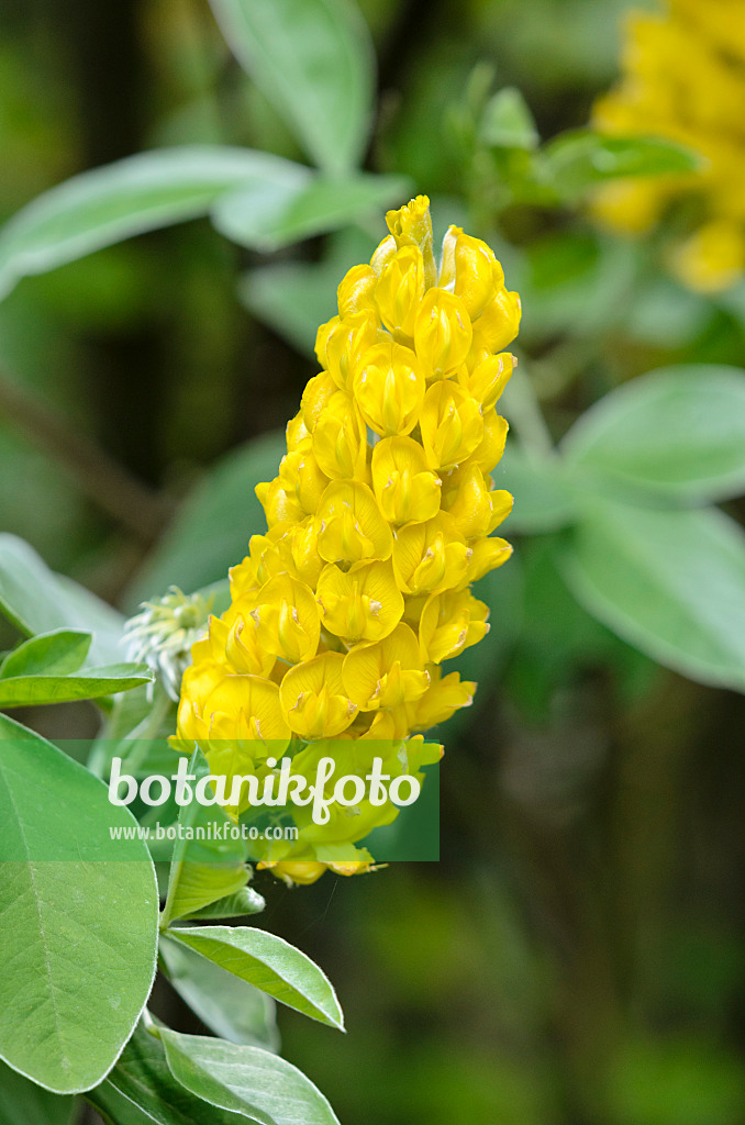 533217 - Genêt ananas (Argyrocytisus battandieri syn. Cytisus battandieri)