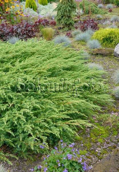 547159 - Genévier rigide (Juniperus rigida 'Schlager')