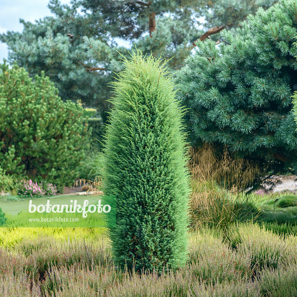 575129 - Genévrier commun (Juniperus communis 'Hibernica')