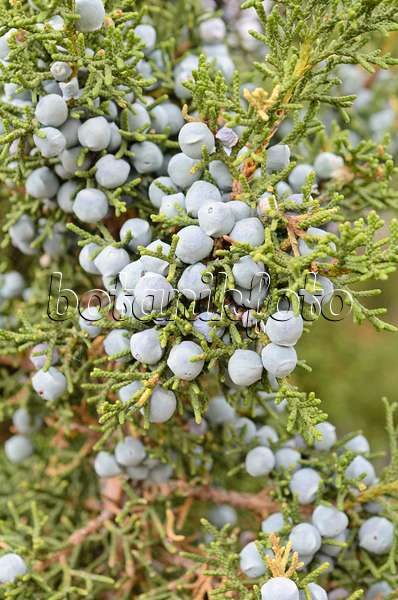 508297 - Genévrier de l'Utah (Juniperus osteosperma)
