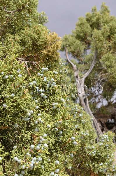 508298 - Genévrier de l'Utah (Juniperus osteosperma)