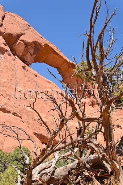 508280 - Genévrier de l'Utah (Juniperus osteosperma) à Skyline Arch, parc national des Arches, Utah, États-Unis