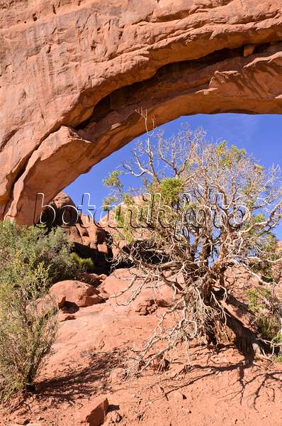 508291 - Genévrier de l'Utah (Juniperus osteosperma) à South Window, parc national des Arches, Utah, États-Unis