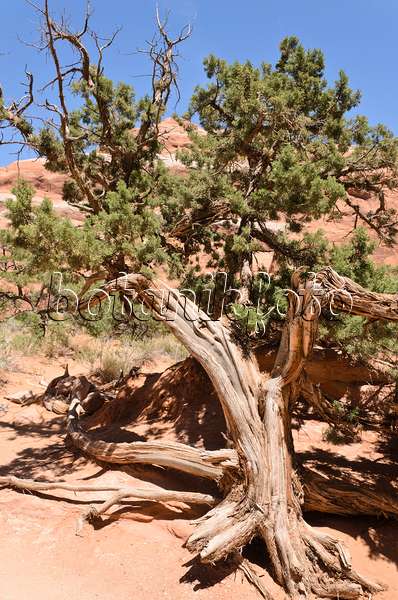 508271 - Genévrier de l'Utah (Juniperus osteosperma), parc national des Arches, Utah, États-Unis