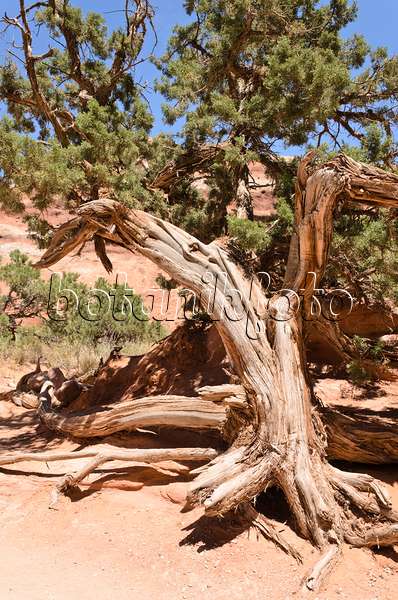 508272 - Genévrier de l'Utah (Juniperus osteosperma), parc national des Arches, Utah, États-Unis