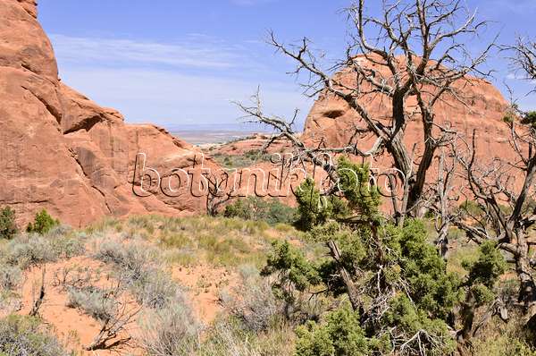 508279 - Genévrier de l'Utah (Juniperus osteosperma), parc national des Arches, Utah, États-Unis