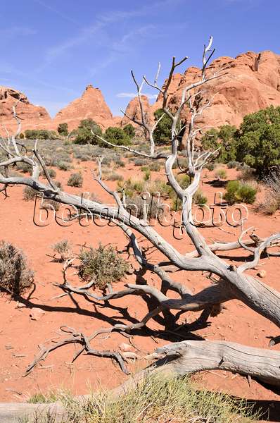 508283 - Genévrier de l'Utah (Juniperus osteosperma), parc national des Arches, Utah, États-Unis