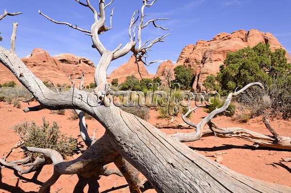 508285 - Genévrier de l'Utah (Juniperus osteosperma), parc national des Arches, Utah, États-Unis