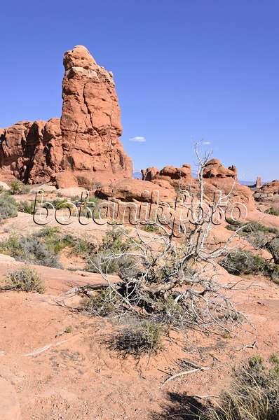 508288 - Genévrier de l'Utah (Juniperus osteosperma), parc national des Arches, Utah, États-Unis
